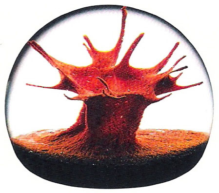 coral paperweight 1984