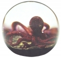 Octopus '78'