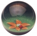 Ladybird '79' (Style 1)